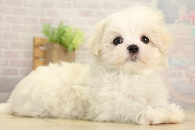 静岡県のマルチーズ (Coo&RIKU藤枝店/2025年12月23日生まれ/男の子/ホワイト)の子犬の2枚目の画像