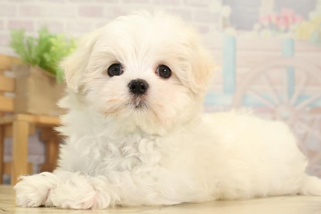 静岡県のマルチーズ (Coo&RIKU藤枝店/2025年12月23日生まれ/男の子/ホワイト)の子犬の3枚目の画像