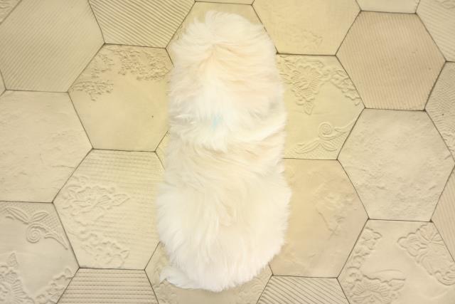 静岡県のマルチーズ (Coo&RIKU藤枝店/2025年12月23日生まれ/男の子/ホワイト)の子犬の4枚目の画像