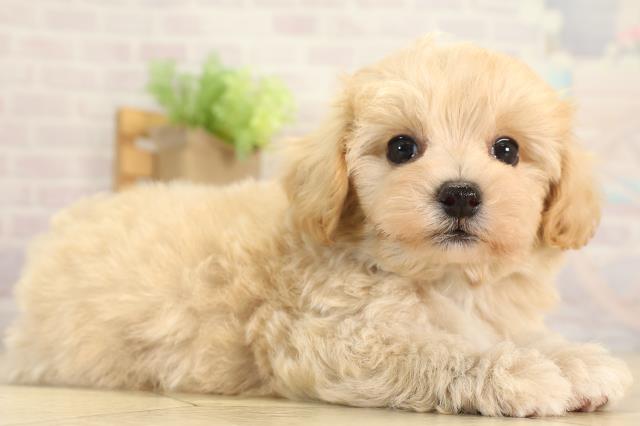 岐阜県のマルプー(マルチーズ×プードル) (Coo&RIKU岐南店/2026年1月3日生まれ/男の子/クリーム)の子犬の2枚目の画像