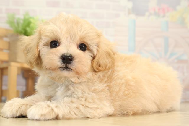 岐阜県のマルプー(マルチーズ×プードル) (Coo&RIKU岐南店/2026年1月3日生まれ/男の子/クリーム)の子犬の3枚目の画像