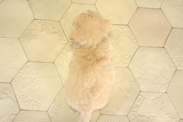 岐阜県のマルプー(マルチーズ×プードル) (Coo&RIKU岐南店/2026年1月3日生まれ/男の子/クリーム)の子犬の4枚目の画像