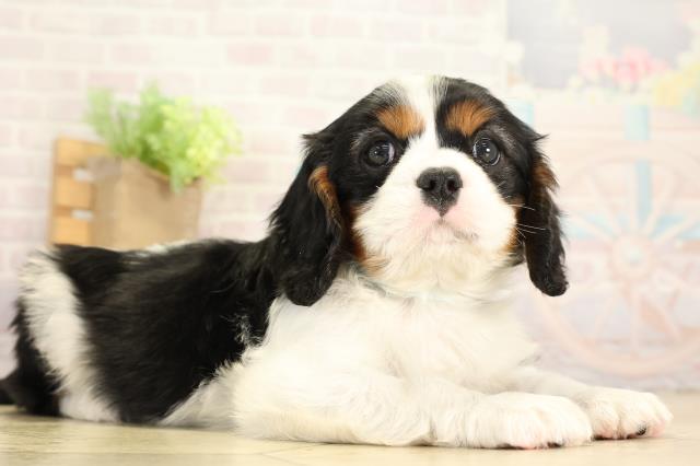 愛知県のキャバリアキングチャールズスパニエル (Coo&RIKU春日井店/2026年1月2日生まれ/男の子/トライカラー)の子犬の2枚目の画像