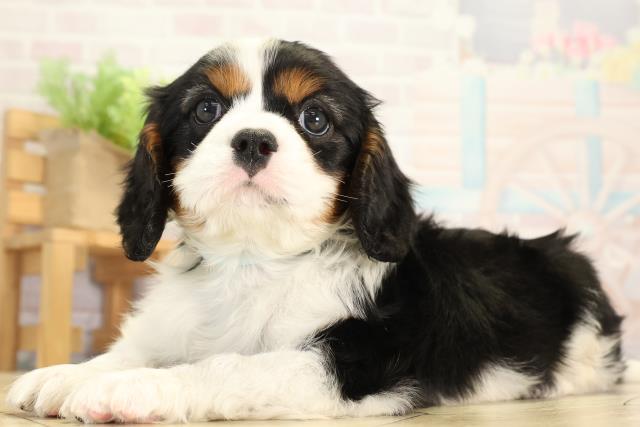 愛知県のキャバリアキングチャールズスパニエル (Coo&RIKU春日井店/2026年1月2日生まれ/男の子/トライカラー)の子犬の3枚目の画像