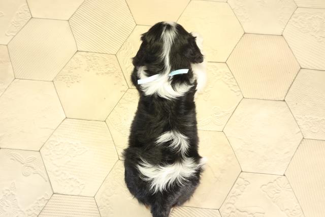 愛知県のキャバリアキングチャールズスパニエル (Coo&RIKU春日井店/2026年1月2日生まれ/男の子/トライカラー)の子犬の4枚目の画像