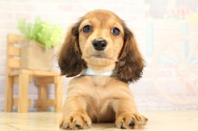 三重県のミニチュアダックスフンド(ロング) (Coo&RIKU津高茶屋店/2026年1月1日生まれ/男の子/レッド)の子犬の1枚目の画像