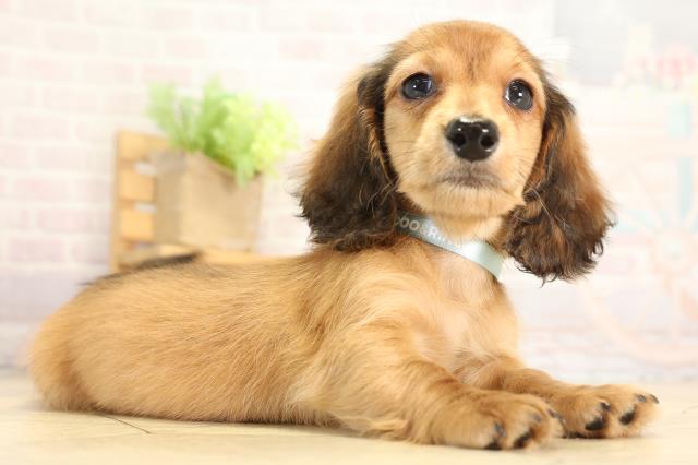 三重県のミニチュアダックスフンド(ロング) (Coo&RIKU津高茶屋店/2026年1月1日生まれ/男の子/レッド)の子犬の2枚目の画像