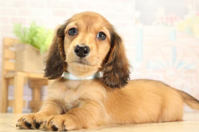 三重県のミニチュアダックスフンド(ロング) (Coo&RIKU津高茶屋店/2026年1月1日生まれ/男の子/レッド)の子犬の3枚目の画像