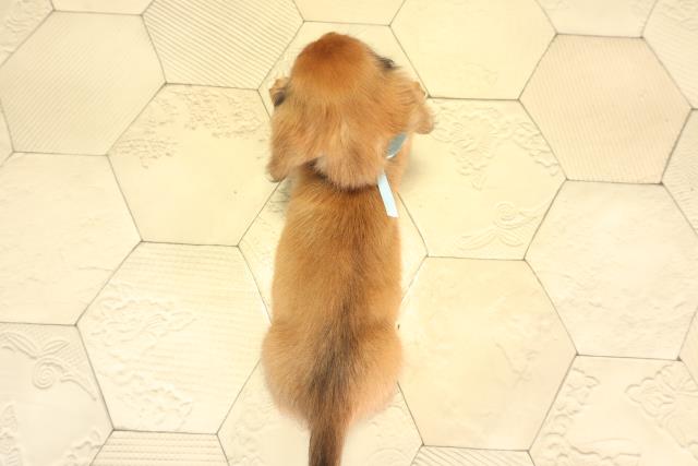 三重県のミニチュアダックスフンド(ロング) (Coo&RIKU津高茶屋店/2026年1月1日生まれ/男の子/レッド)の子犬の4枚目の画像