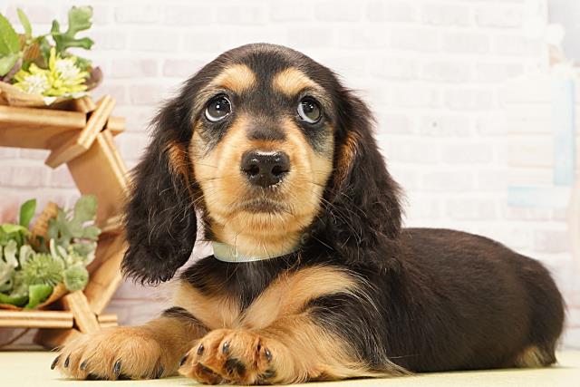 愛知県のミニチュアダックスフンド(ロング) (Coo&RIKU東海一宮店/2026年1月1日生まれ/男の子/ブラックタン)の子犬の3枚目の画像