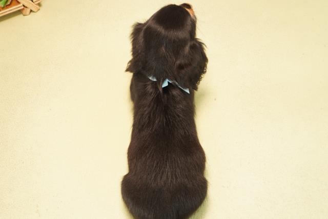 愛知県のミニチュアダックスフンド(ロング) (Coo&RIKU東海一宮店/2026年1月1日生まれ/男の子/ブラックタン)の子犬の4枚目の画像