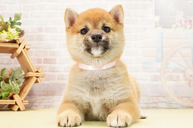 三重県の豆柴 (Coo&RIKU津高茶屋店/2026年1月2日生まれ/女の子/赤)の子犬の1枚目の画像