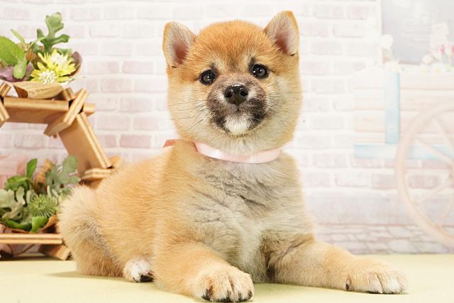 三重県の豆柴 (Coo&RIKU津高茶屋店/2026年1月2日生まれ/女の子/赤)の子犬の2枚目の画像