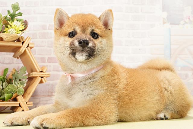 三重県の豆柴 (Coo&RIKU津高茶屋店/2026年1月2日生まれ/女の子/赤)の子犬の3枚目の画像