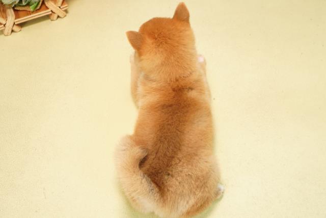 三重県の豆柴 (Coo&RIKU津高茶屋店/2026年1月2日生まれ/女の子/赤)の子犬の4枚目の画像