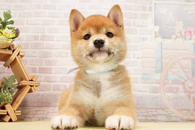 岐阜県の豆柴 (Coo&RIKU各務原店/2026年1月2日生まれ/男の子/赤)の子犬の1枚目の画像