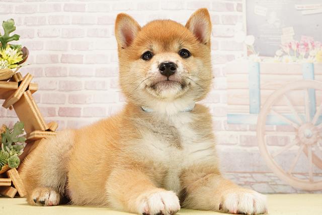 岐阜県の豆柴 (Coo&RIKU各務原店/2026年1月2日生まれ/男の子/赤)の子犬の2枚目の画像