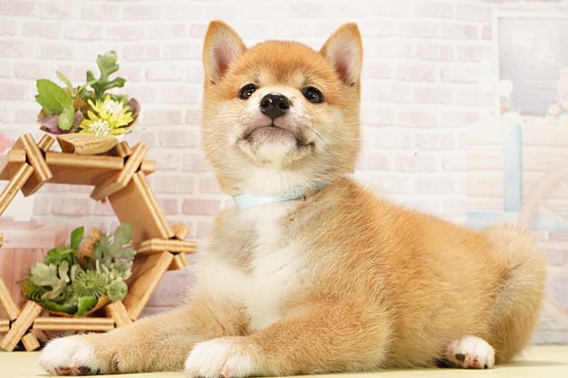 岐阜県の豆柴 (Coo&RIKU各務原店/2026年1月2日生まれ/男の子/赤)の子犬の3枚目の画像