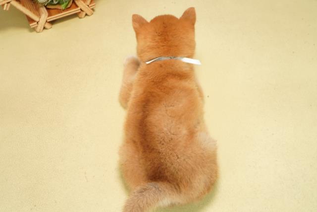 岐阜県の豆柴 (Coo&RIKU各務原店/2026年1月2日生まれ/男の子/赤)の子犬の4枚目の画像