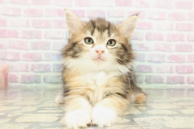 静岡県のノルウェージャンフォレストキャット (Coo&RIKU浜松店/2025年12月27日生まれ/女の子/ブラウンパッチドタビーホワイト)の子猫の1枚目の画像