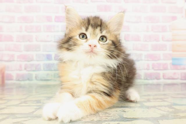 静岡県のノルウェージャンフォレストキャット (Coo&RIKU浜松店/2025年12月27日生まれ/女の子/ブラウンパッチドタビーホワイト)の子猫の2枚目の画像