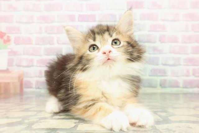 静岡県のノルウェージャンフォレストキャット (Coo&RIKU浜松店/2025年12月27日生まれ/女の子/ブラウンパッチドタビーホワイト)の子猫の3枚目の画像