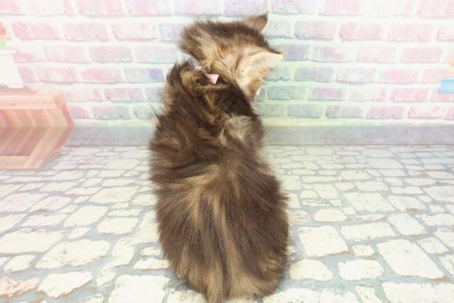 静岡県のノルウェージャンフォレストキャット (Coo&RIKU浜松店/2025年12月27日生まれ/女の子/ブラウンパッチドタビーホワイト)の子猫の4枚目の画像