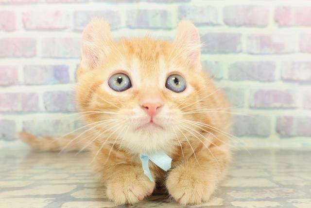 アメリカンカール