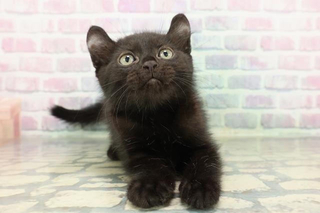 アメリカンカール