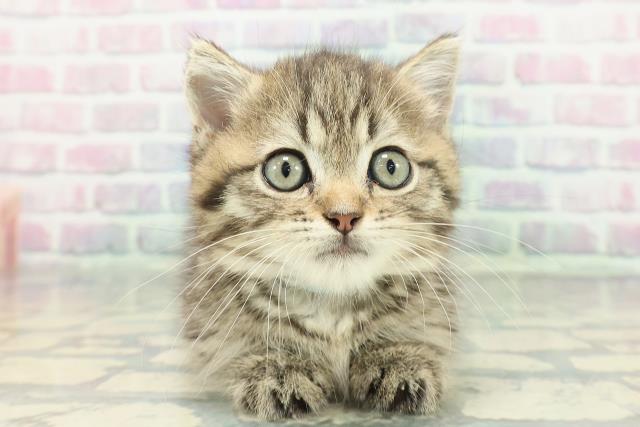 東京都のミヌエット (Coo&RIKU新宿三丁目店/2026年1月4日生まれ/男の子/ブラウンタビー)の子猫