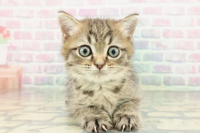 静岡県のミヌエット (Coo&RIKU浜松店/2026年1月4日生まれ/男の子/ブラウンタビー)の子猫の1枚目の画像