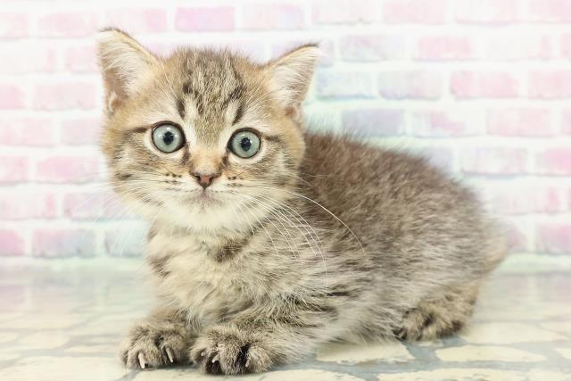 静岡県のミヌエット (Coo&RIKU浜松店/2026年1月4日生まれ/男の子/ブラウンタビー)の子猫の2枚目の画像