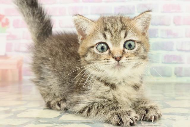 静岡県のミヌエット (Coo&RIKU浜松店/2026年1月4日生まれ/男の子/ブラウンタビー)の子猫の3枚目の画像