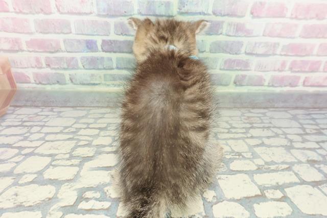 静岡県のミヌエット (Coo&RIKU浜松店/2026年1月4日生まれ/男の子/ブラウンタビー)の子猫の4枚目の画像