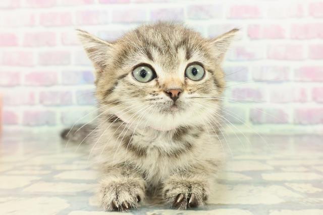 静岡県のミヌエット (Coo&RIKU掛川店/2026年1月4日生まれ/女の子/ブラウンタビー)の子猫の1枚目の画像