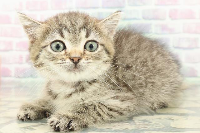 静岡県のミヌエット (Coo&RIKU掛川店/2026年1月4日生まれ/女の子/ブラウンタビー)の子猫の2枚目の画像