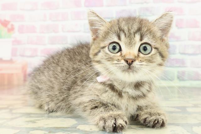 静岡県のミヌエット (Coo&RIKU掛川店/2026年1月4日生まれ/女の子/ブラウンタビー)の子猫の3枚目の画像