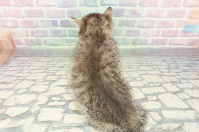 静岡県のミヌエット (Coo&RIKU掛川店/2026年1月4日生まれ/女の子/ブラウンタビー)の子猫の4枚目の画像