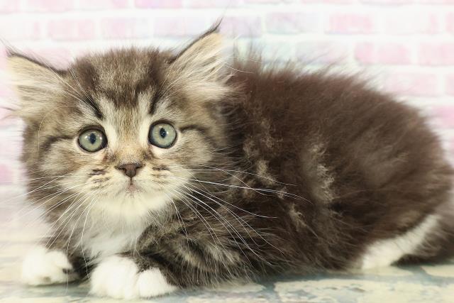 栃木県のミヌエット (Coo&RIKUFKDインターパーク店/2026年1月4日生まれ/男の子/ブラウンタビーホワイト)の子猫の2枚目の画像