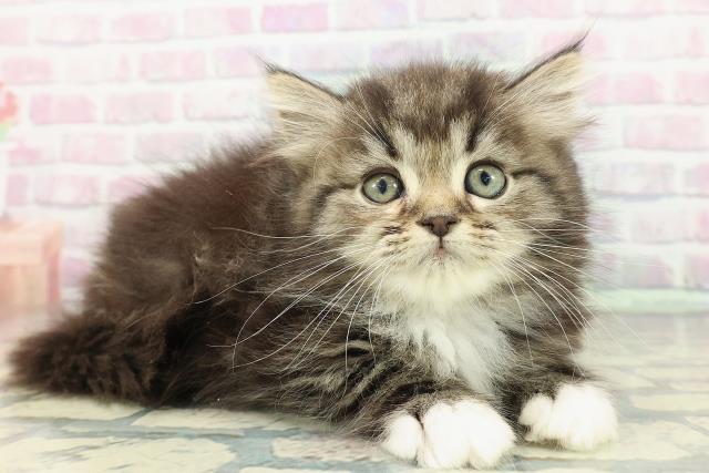 栃木県のミヌエット (Coo&RIKUFKDインターパーク店/2026年1月4日生まれ/男の子/ブラウンタビーホワイト)の子猫の3枚目の画像