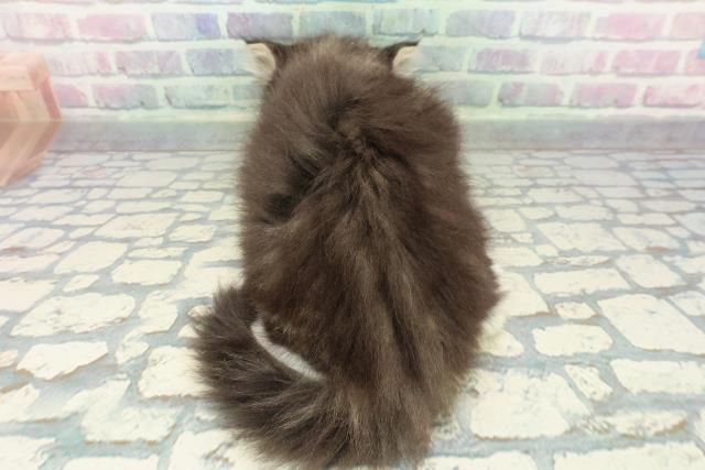 栃木県のミヌエット (Coo&RIKUFKDインターパーク店/2026年1月4日生まれ/男の子/ブラウンタビーホワイト)の子猫の4枚目の画像