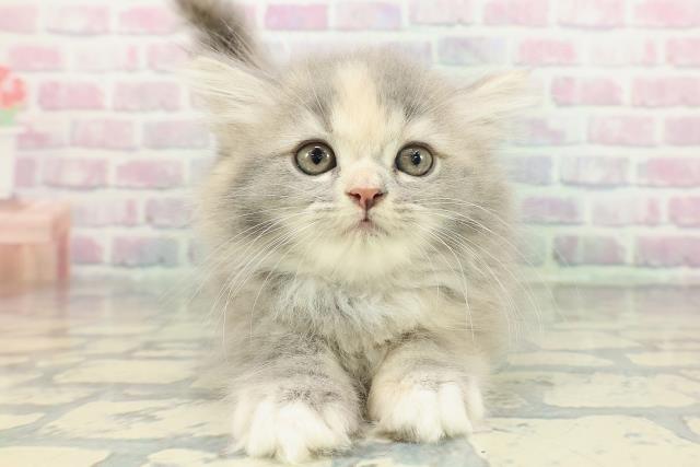 ミヌエット（長足）