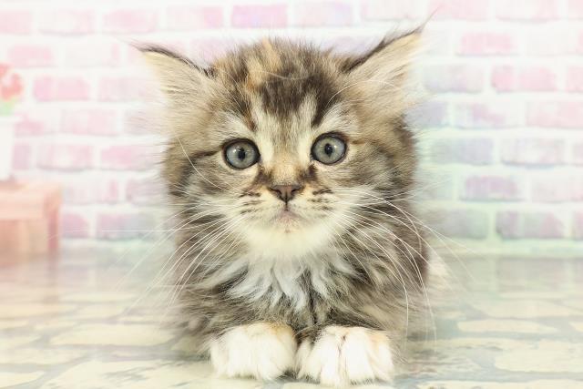 福井県のミヌエット (Coo&RIKU福井店/2026年1月4日生まれ/女の子/ブラウンパッチドタビーホワイト)の子猫