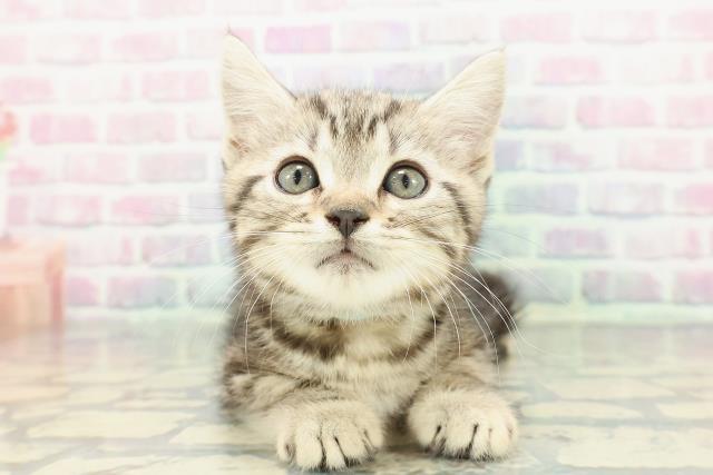 スコティッシュフォールド（立ち耳）