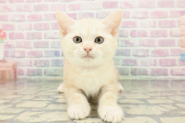 スコティッシュフォールド（立ち耳）