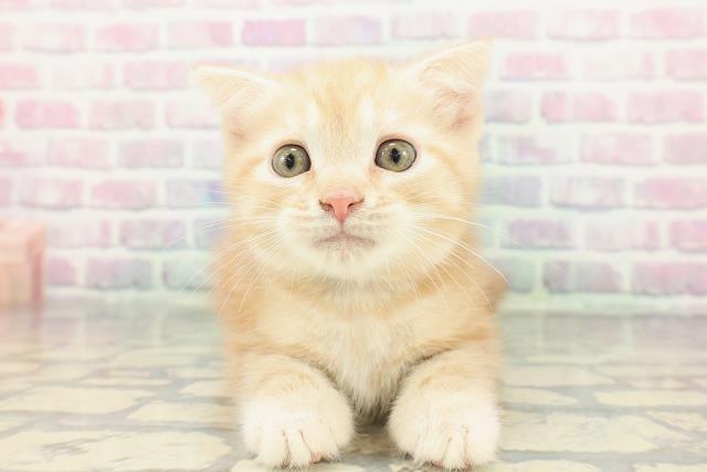 スコティッシュフォールド（立ち耳）