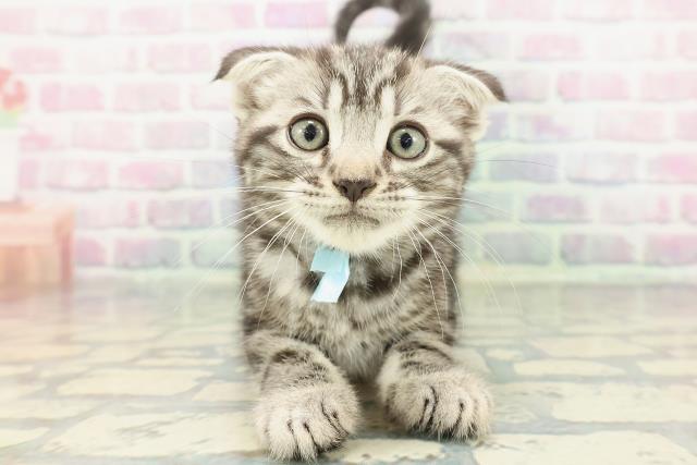 静岡県のスコティッシュフォールド (Coo&RIKU浜松店/2026年1月4日生まれ/男の子/シルバータビー)の子猫の1枚目の画像