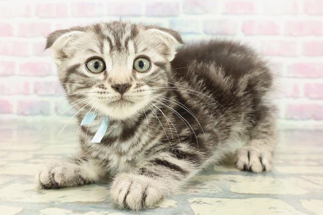 静岡県のスコティッシュフォールド (Coo&RIKU浜松店/2026年1月4日生まれ/男の子/シルバータビー)の子猫の2枚目の画像