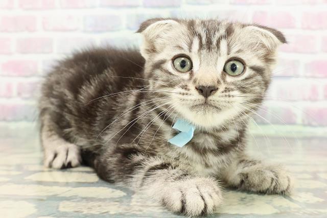 静岡県のスコティッシュフォールド (Coo&RIKU浜松店/2026年1月4日生まれ/男の子/シルバータビー)の子猫の3枚目の画像