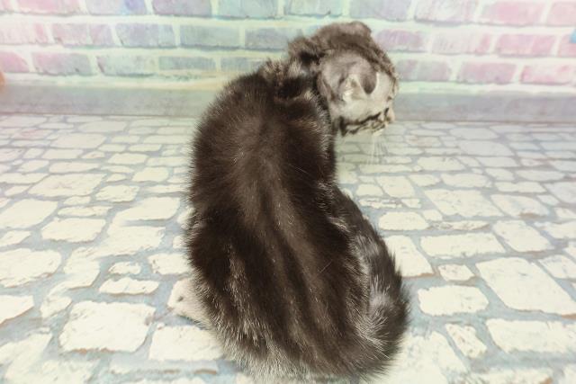 静岡県のスコティッシュフォールド (Coo&RIKU浜松店/2026年1月4日生まれ/男の子/シルバータビー)の子猫の4枚目の画像